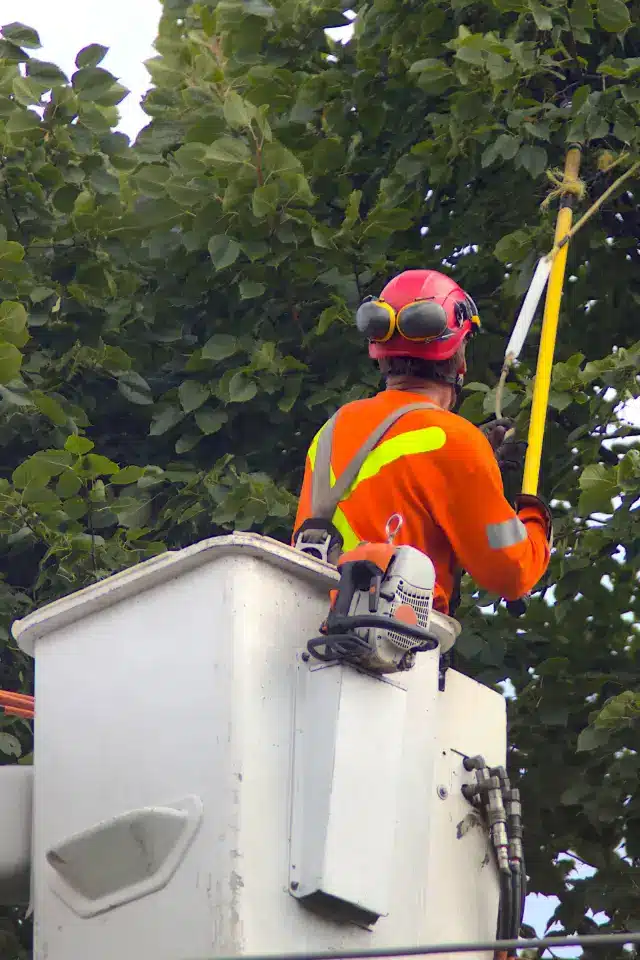 Worker trimming tree in boom lift with shears.